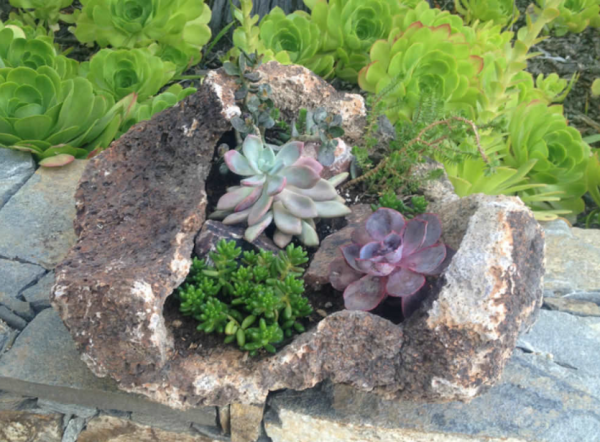 Tanaman Hias dengan Batu Vulkanik